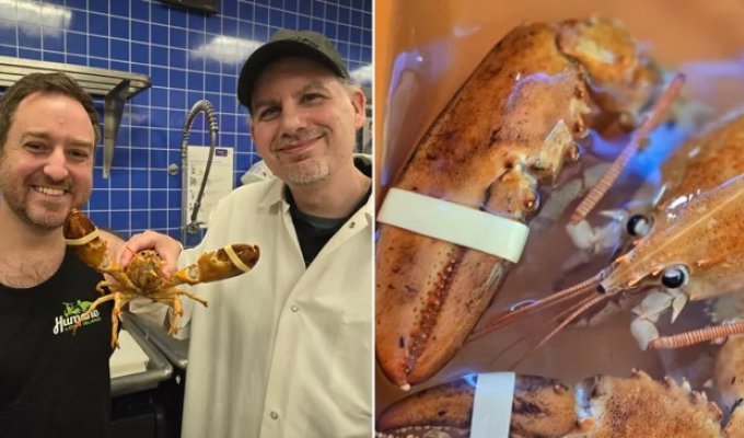 People saved an extremely rare orange lobster (3 photos + 1 video)