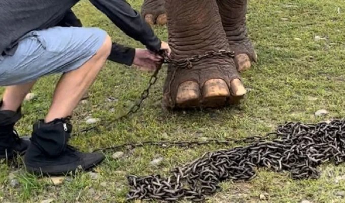 An elephant walking without chains for the first time in 41 years has won the hearts of Internet users (8 photos)