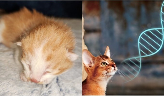 У Китаї створили клон кота, використовуючи лише власне обладнання (3 фото)