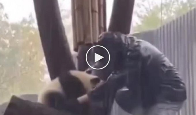 Упрямая панда заставила сотрудников зоопарка в ливень лезть на дерево
