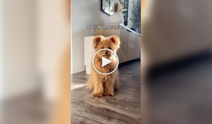 Очаровательный пес породы Помапу