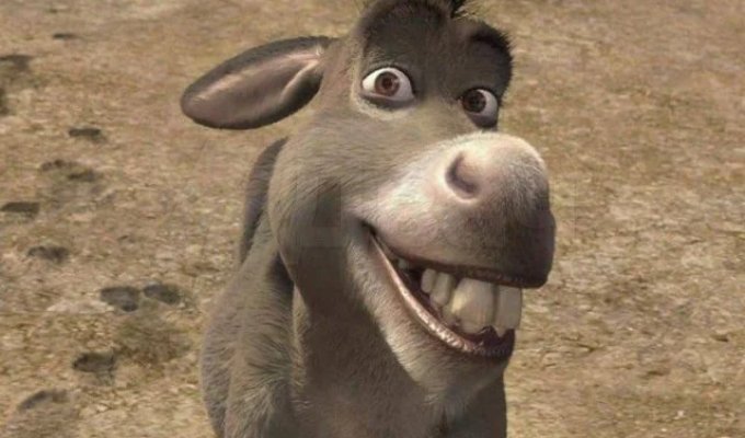 Perry the Donkey, Who Became the Model for Donkey from "Shrek", Dies in the USA (3 photos)