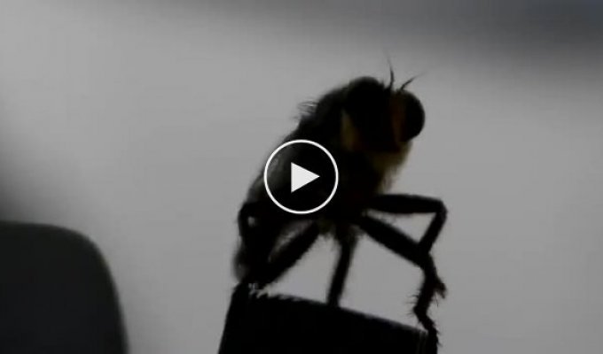 Танцующая муха
