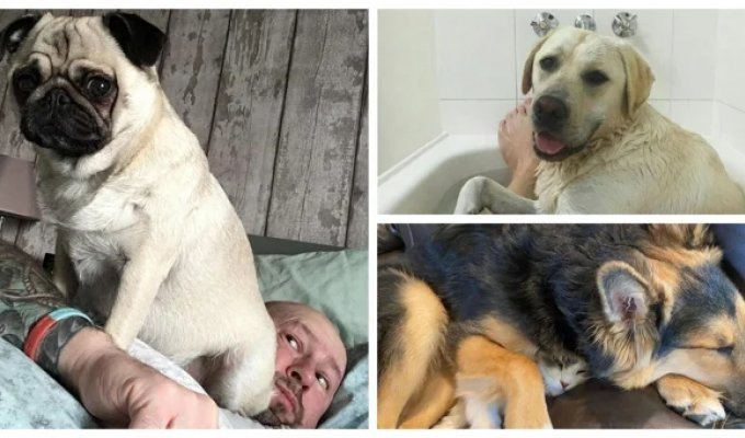 30 pets who have never heard of "personal space" (31 photos)