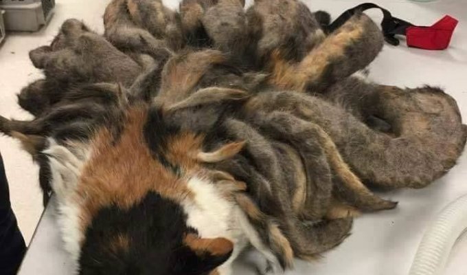 Ветеринарам еще не приходилось иметь дела с кошками в таких дредах (6 фото)
