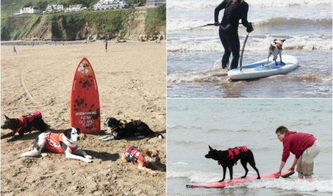 Первая в Великобритании школа серфинга для собак (7 фото)