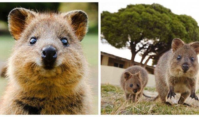 Quokka: a cute smile and its features (11 photos + 1 video)