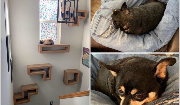 These people did just brilliant things for their pets (16 photos)