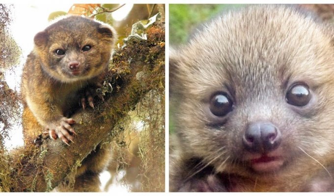 Olinguito - the mysterious miracle of the foggy forests of Ecuador (7 photos + 1 video)