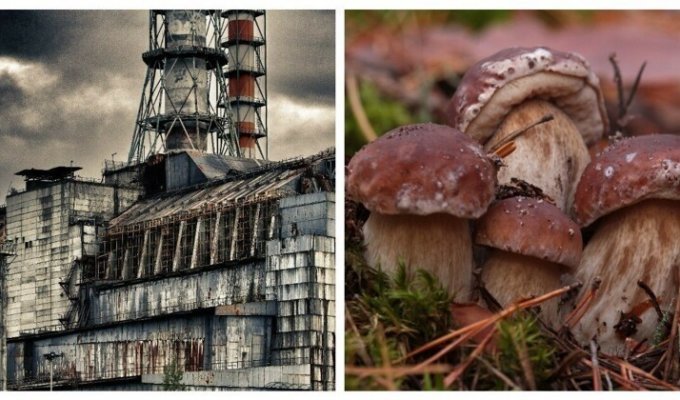 За сбор грибов в Чернобыле мужчинам грозит до 3 лет тюрьмы (3 фото)