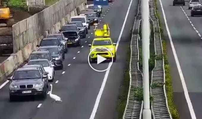 Лебідь влаштував пробку на A27 під Горінхемом