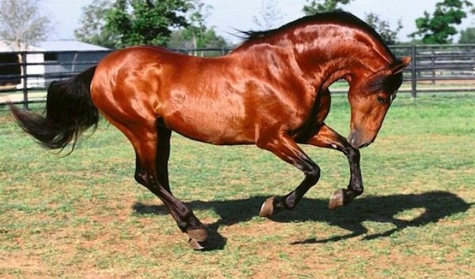Конь как символ (18 фото)