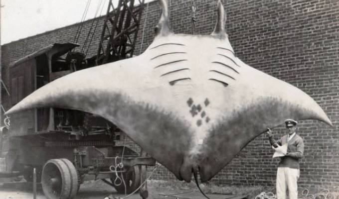 "Великий скат", которого поймал капитан Кан в 1933 году (3 фото)