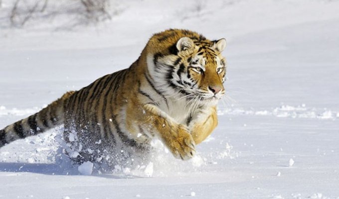 Амурский тигр и его выживание (8 фото)
