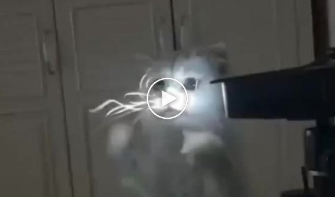 Light-eating cat