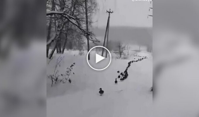 An organized crowd of ducks walking in single file was filmed