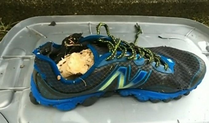 На пляже Ванкувера обнаружили обутую в кроссовок человеческую ступню (3 фото)