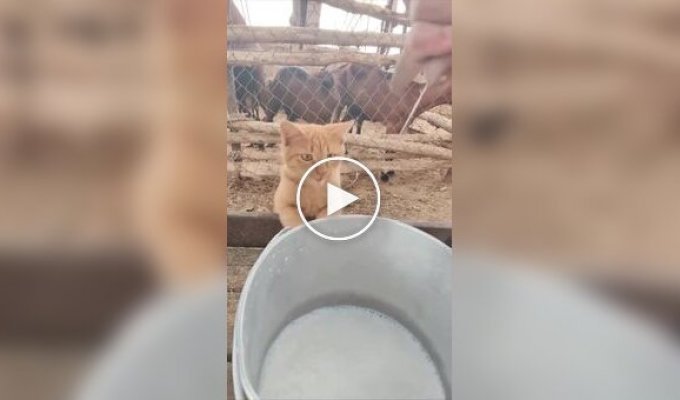 Коты пьют молоко из-под коровы