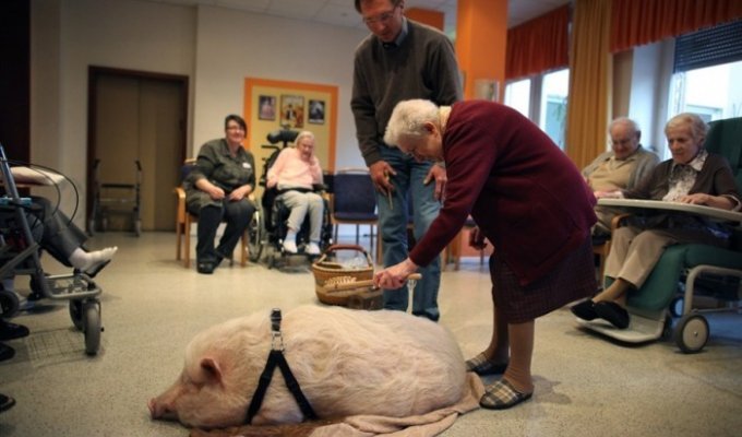 Дрессированная свинья помогает старикам (4 фото)