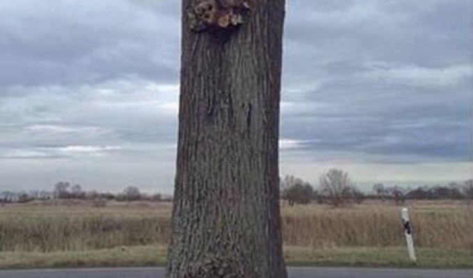 Необычный фотоприкол с деревом (3 фото)