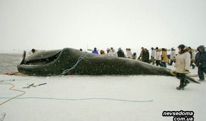 Охота на китов (45 фотографий)