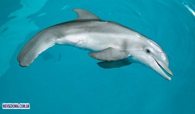 Новый хвост для дельфина (3 фото)