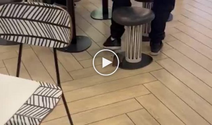 Huge rat filmed in London's McDonald's