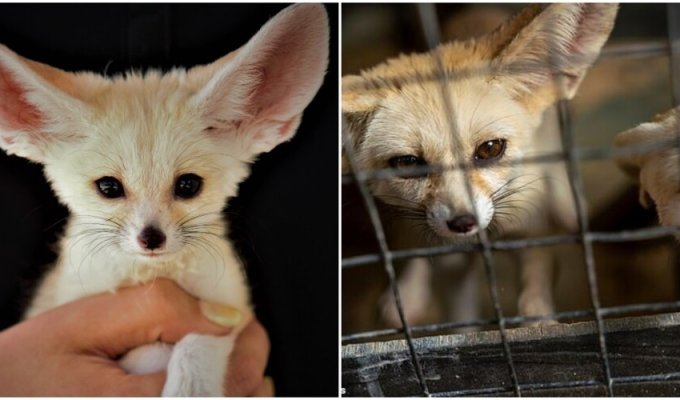 Why you shouldn’t keep fennec cats as pets (5 photos + 1 video)