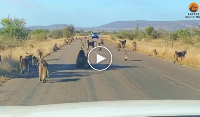 50 бабуинов напали на леопарда посреди дороги
