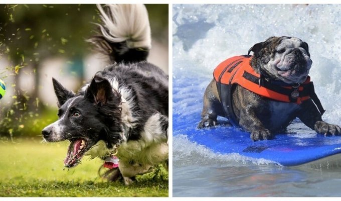Dogs that will inspire anyone to sports exploits (21 photos)