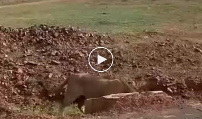 Lioness protects cubs from male