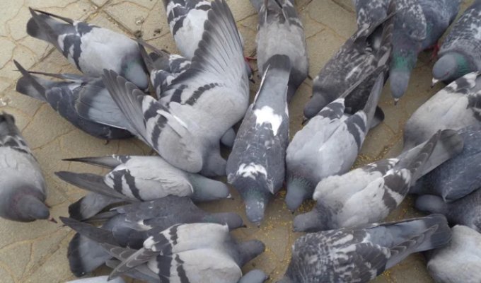 Rock pigeons: They have captured almost every city on the planet (8 photos)