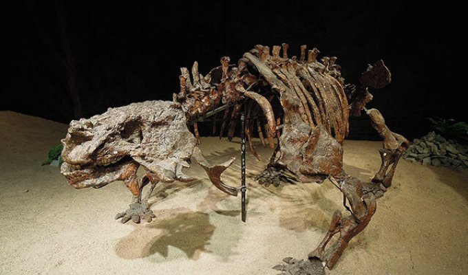 Кости бегемотоподобного монстра обнаружили на Вятке — он жил 265 млн лет назад (3 фото)