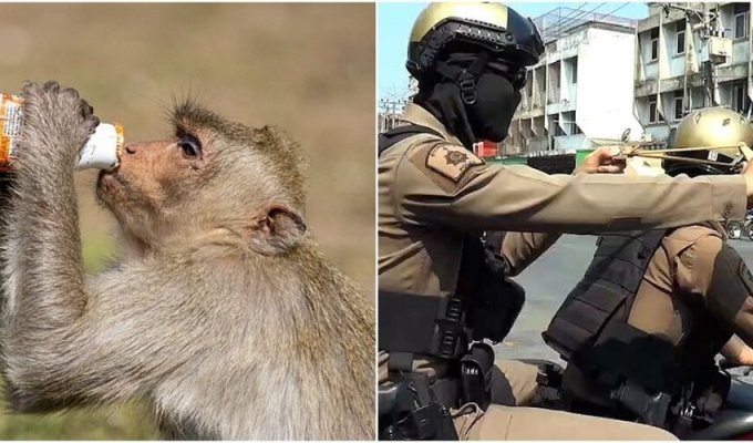 Gangs of monkeys terrorize a Thai city (10 photos + 2 videos)