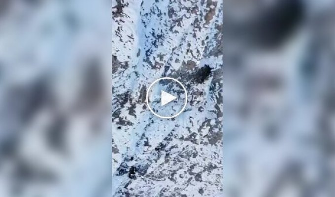 Орел у польоті вкрав дрон під час зйомки і зробив селфі