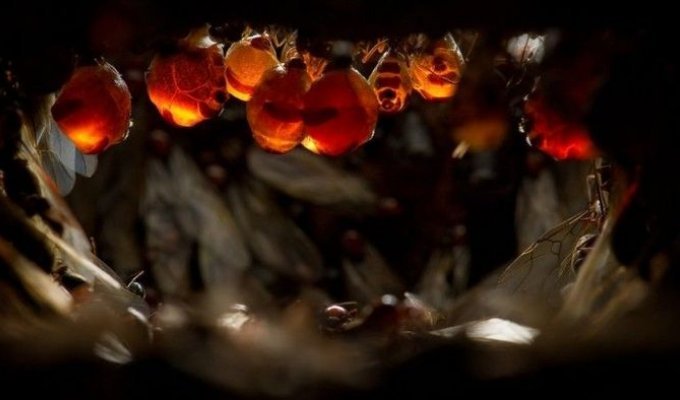 Медовые муравьи (9 фото)