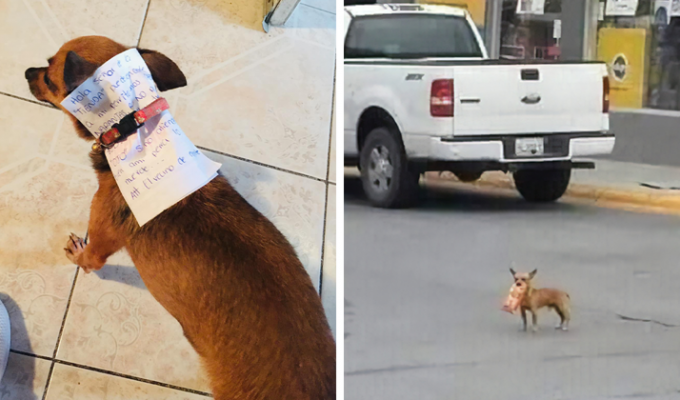 Мексиканец на карантине отправил собаку в магазин за чипсами (7 фото)