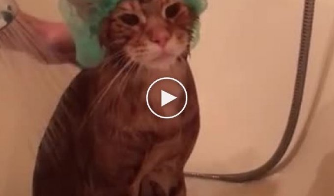 A cat with a Nordic character takes a bath