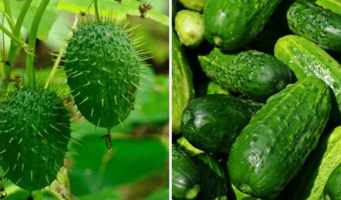 Як виглядали фрукти та овочі до того, як людина змінила їх за допомогою селекції (11 фото)