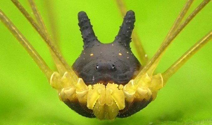 Haymaker rabbit - an amazing spider from Ecuador (4 photos)