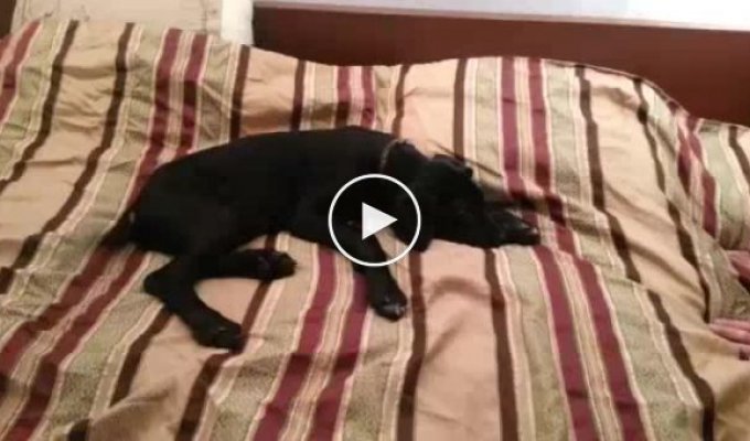 Пес спорит с хозяином за спальное место