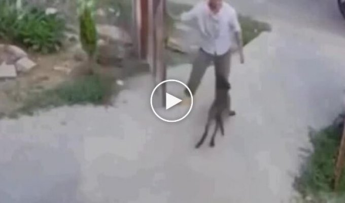 Собака не хоче розлучатися з господарем
