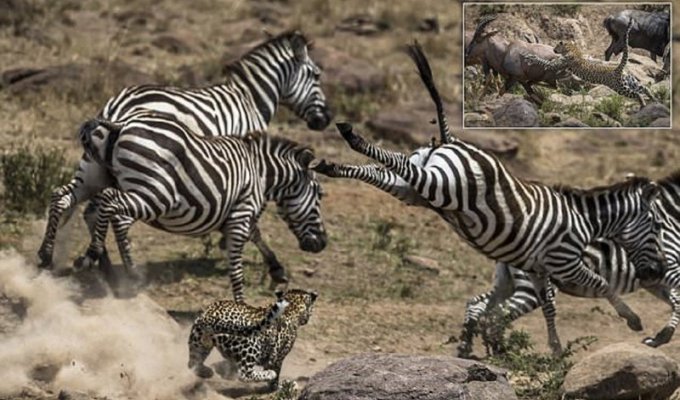Уникальные снимки неудачной охоты леопарда (11 фото)