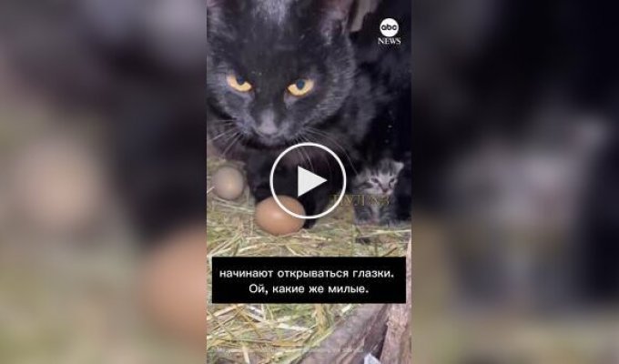 У США кішка і кури розділили один курник