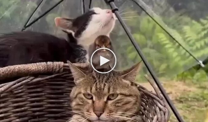 Маленький пернатый будильник