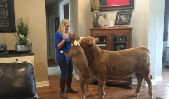 Calf Rescued in Texas Thinks He's a Dog (7 Photos)