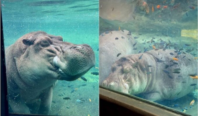 What a hippo's SPA looks like (3 photos + 1 video)