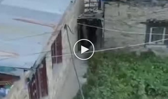Медведь попытался забраться на крышу дома, чтобы добраться людей