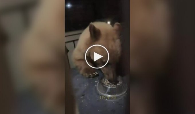 A bear in the US calmly emptied a table of food and left as if nothing had happened