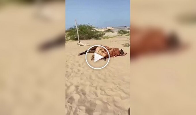 В Египте нашли лошадь, которая спит как человек